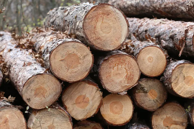 Pine & Eucalyptus Timber