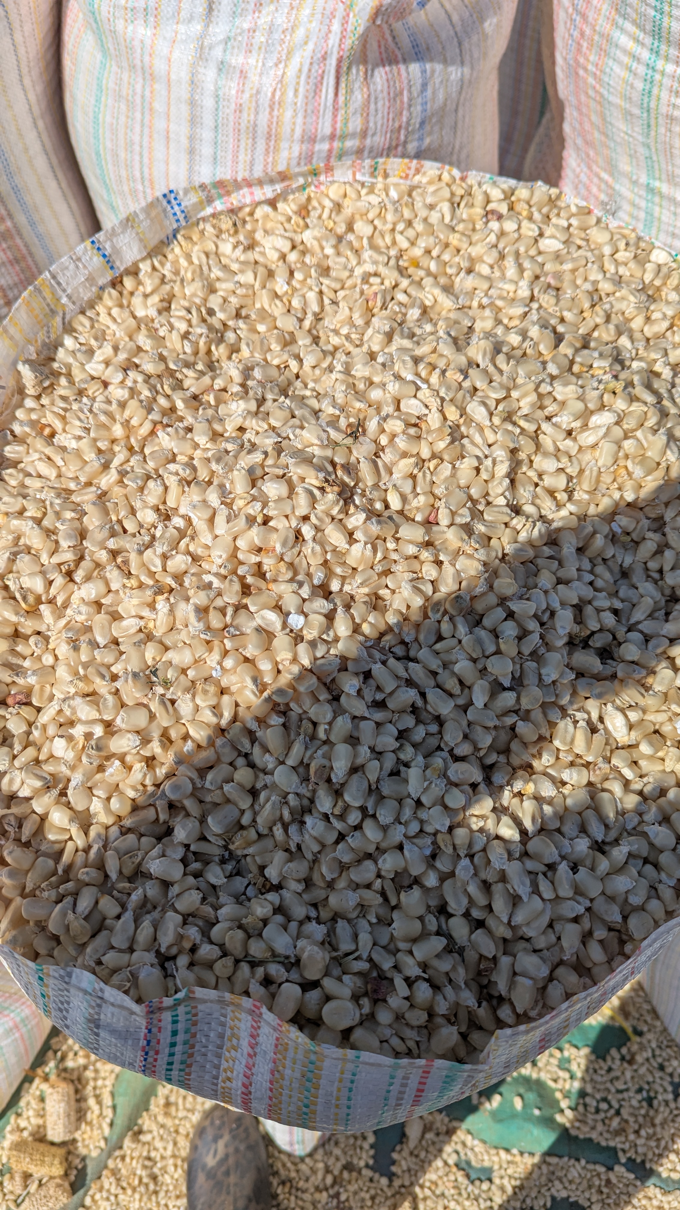 Maize